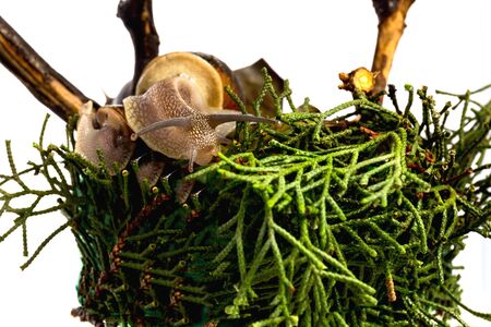 Snails on the walk. Clams traveling on a branch, communication, warm company.の写真素材