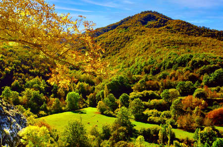 Typical European mountains, forests and pastures, early autumn, cows, high blue sky.の写真素材