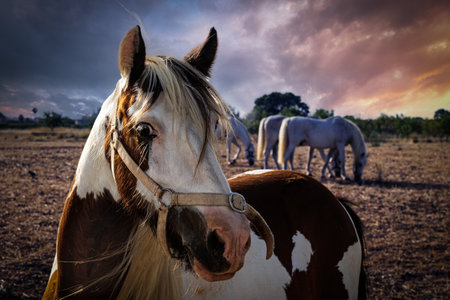 Horse, sun portrait, red mane, light colors. White horses in the background.の写真素材
