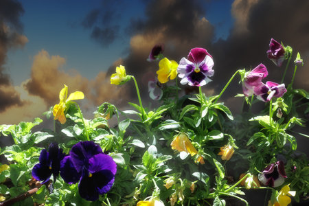 Flowering Viola plants of different varietiesの写真素材
