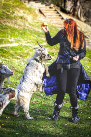 Red-haired girl in black playing with a white goat. Travel, eco-tourism.の写真素材