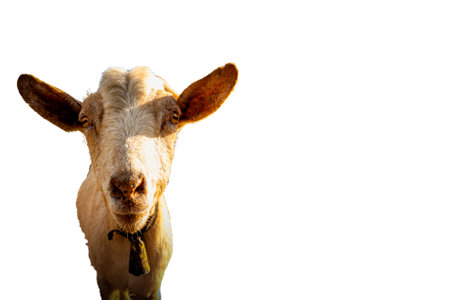 Portrait of a goat on a white background, close-upの写真素材