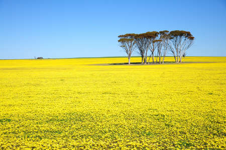 field with yellow flowers and blue sky.の写真素材