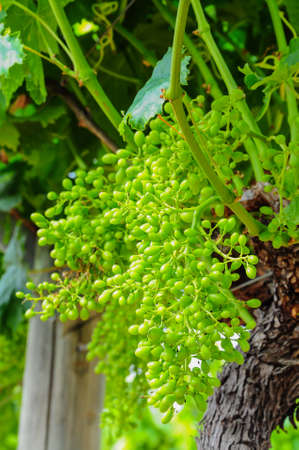 Young green grape on vineの写真素材
