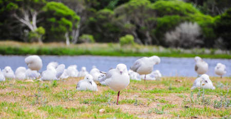 Sea gulls resting on the shore.の写真素材