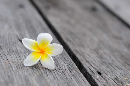 Tropical flowers frangipani background on woodの写真素材