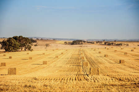 straw bales in the end of summerの写真素材