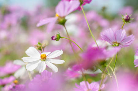 Cosmos, Mexican aster flowers against blue skyの写真素材