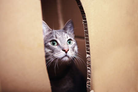 Cute cat is hiding in a cardboard box. Selective focusの写真素材