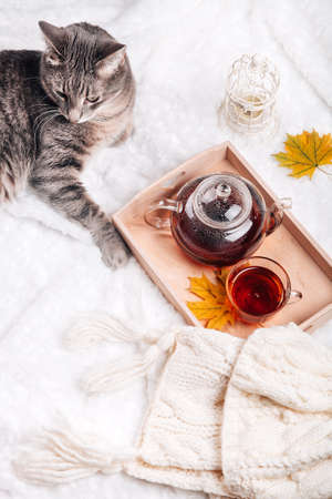 Cute kitten relaxing on warm sweater by autumn rustic home decor. Lazy cat resting on soft pullover, cup of tea near it. November morning concept scene, top view.の写真素材