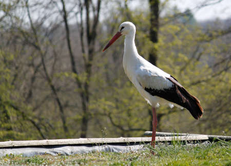 Storchの写真素材