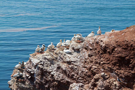 Birds on Helgolandの写真素材