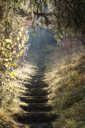 Stone stairs in the forest