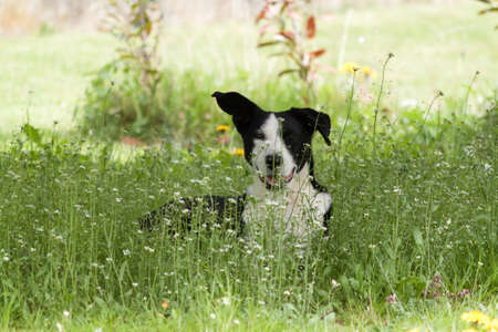 Basenji Hundの写真素材