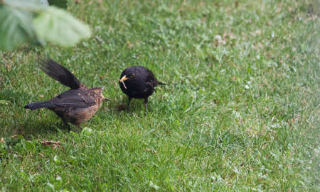 Blackbird juniorの写真素材