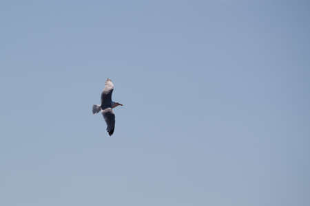 Gannets on Helgolandの写真素材