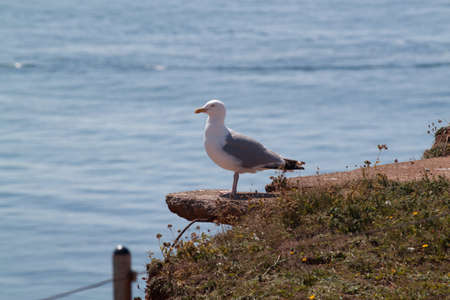 Northern Gannets Lummenfelsen on Helgolandの写真素材