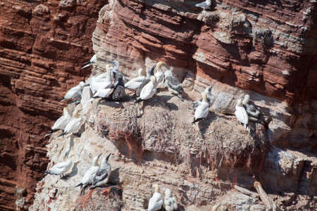 Gannets breed on Lummenfelsen on Helgolandの写真素材
