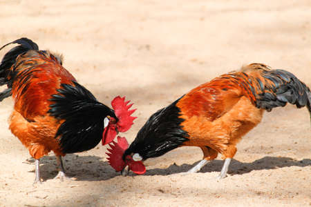 Rooster Hutchesの写真素材