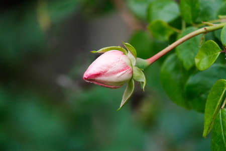 rosebudの写真素材