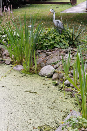 pond edgeの写真素材