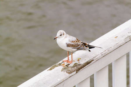 laughing gullの写真素材