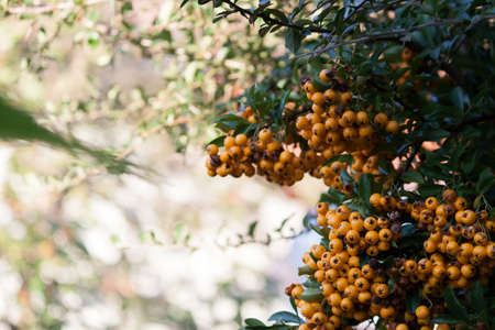 Berry fruitsの写真素材