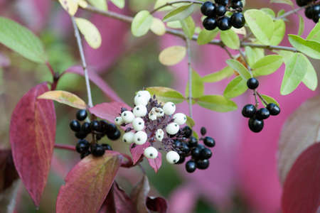 Shrubs in duetの写真素材