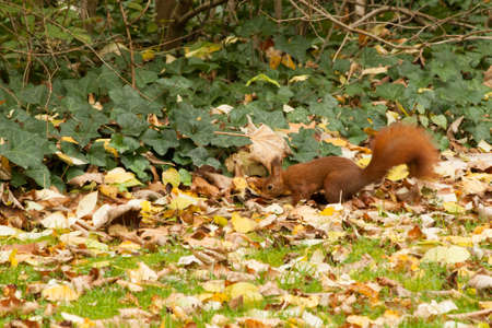 Squirrelsの写真素材