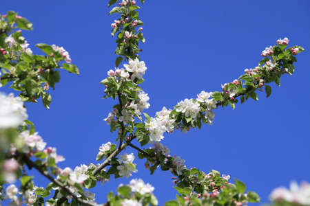 blossoming apple treeの写真素材