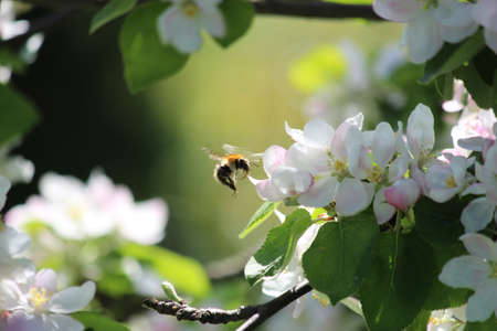 Flight of the Bumblebeeの写真素材