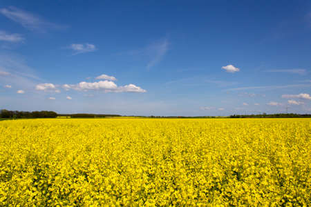 Rape fieldの写真素材