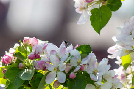 apple blossomの写真素材
