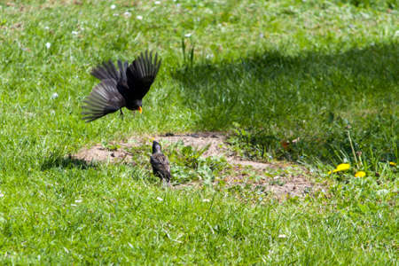 Cockfightの写真素材