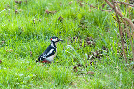 Woodpecker in our gardenの写真素材