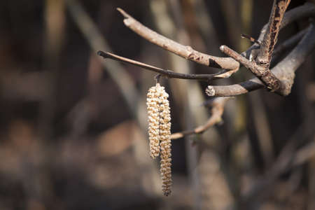 Hazel blooms at a twigの写真素材