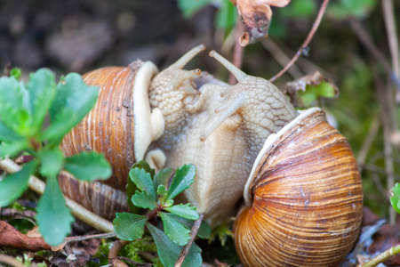 vineyard snails in a love game for reproductionの写真素材
