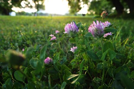 clover in the grass against the setting sunの写真素材