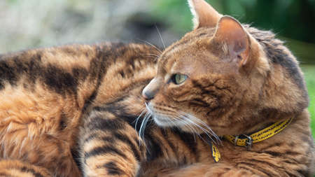 beautiful bengal catのeditorial素材