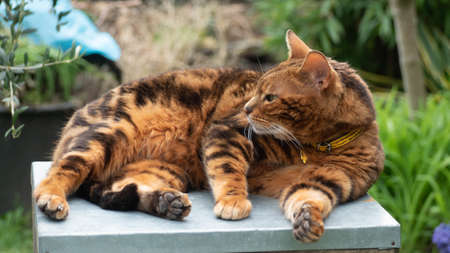 beautiful bengal catのeditorial素材