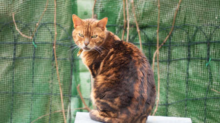 beautiful bengal catのeditorial素材