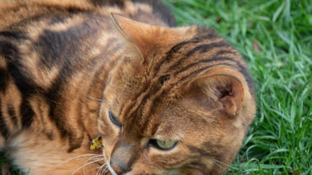 beautiful bengal catのeditorial素材