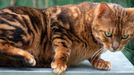 beautiful bengal cat
