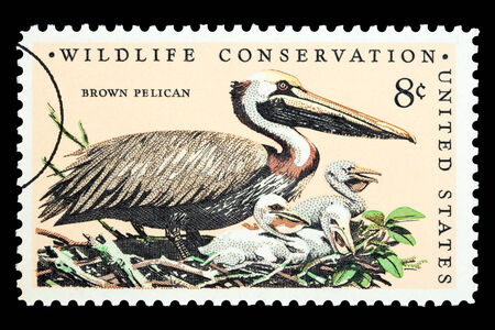 UNITED STATES AMERICA - CIRCA 1973: A postage stamp printed in the USA showing a brown pelican bird, circa 1973のeditorial素材