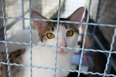 cute cat in cageの写真素材
