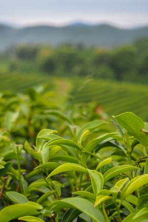 Close up, green tea leaves at the top of the tea tree in a green tea plantation are rows near the mountains for a natural background.の写真素材