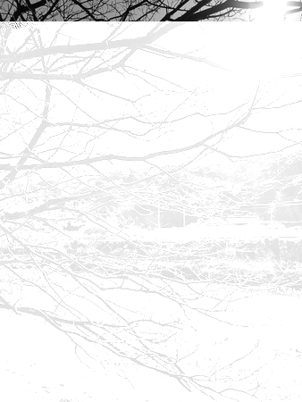 branches of dead trees and no leaves along the canal in rural areas during daylight hours, Black and whiteの写真素材