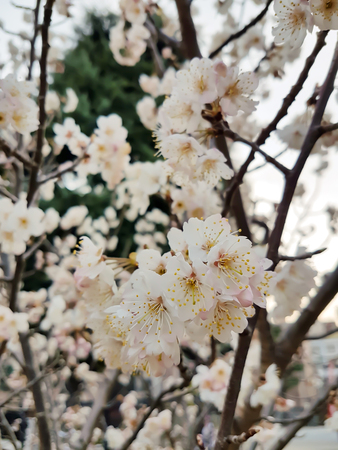 Close up, Sakura is blooming beautifully on the Sakura tree in the sun, for a natural background.の写真素材