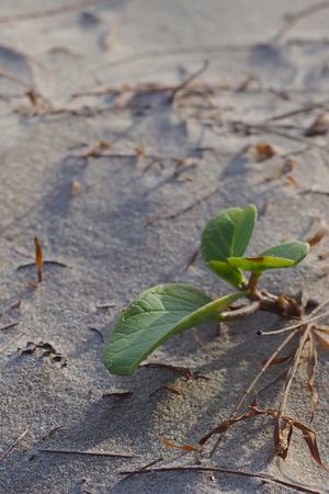 Small trees growing in the sand of the beach.の写真素材