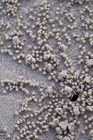 Closeup, small wind crab with harmonious color with sand. On the beach is leaving the housing hole.の写真素材
